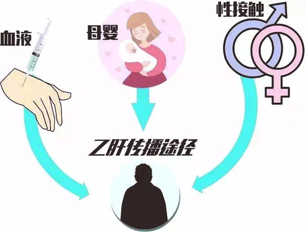 乙肝病毒的3種傳播途徑：血液傳播、性接觸傳播、母嬰傳播