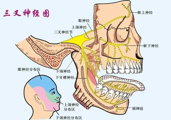 三叉神經