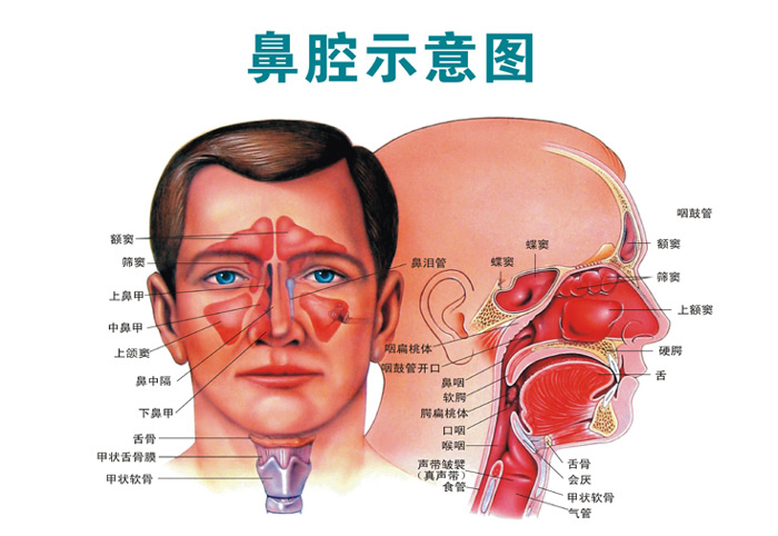 鼻內窺鏡術后注意事項