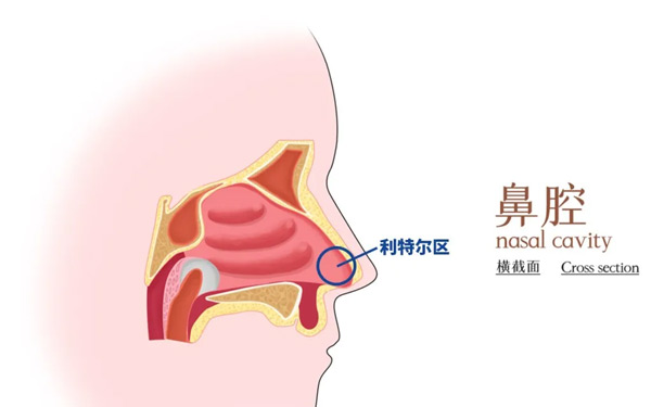 鼻出血時按壓哪個部位能快速止血？