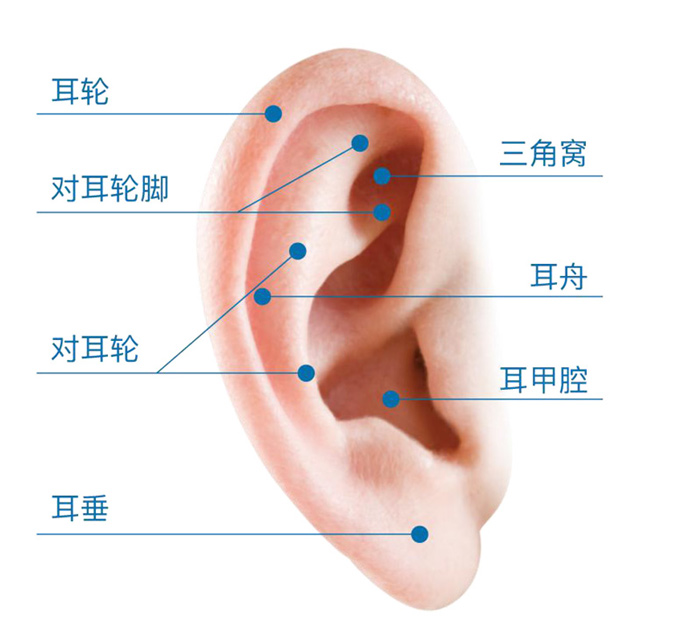 正常的耳廓結構