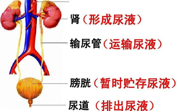 膀胱腫瘤去做個CT是為什么？