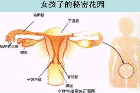 “我是女生”——女生青春期衛生保健