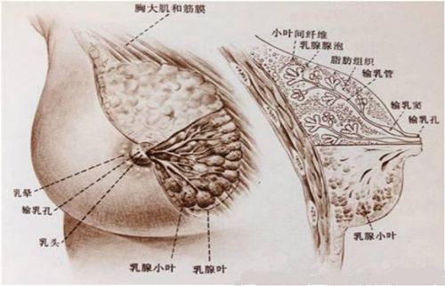 “我是女生”——女生青春期衛生保健