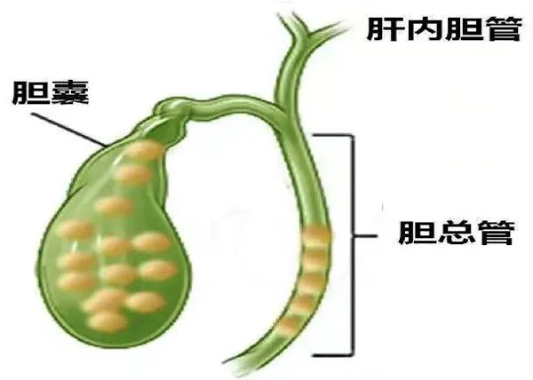 身體里隱藏著“瘋狂的石頭”，如何拯救？