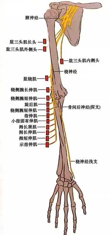 長時間保持一個睡姿，給你的身體帶來了什么？