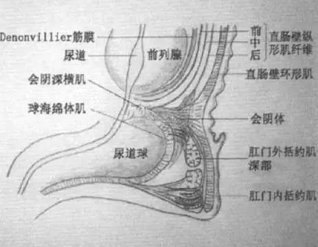 會陰部描述