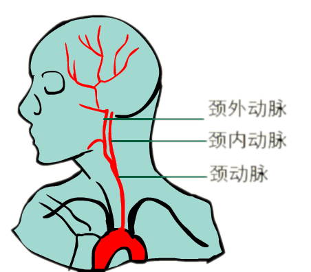 頸動脈位置圖
