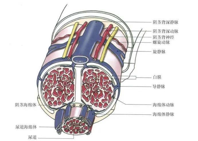 陰莖海綿體結構