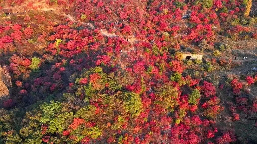 嵩山紅葉