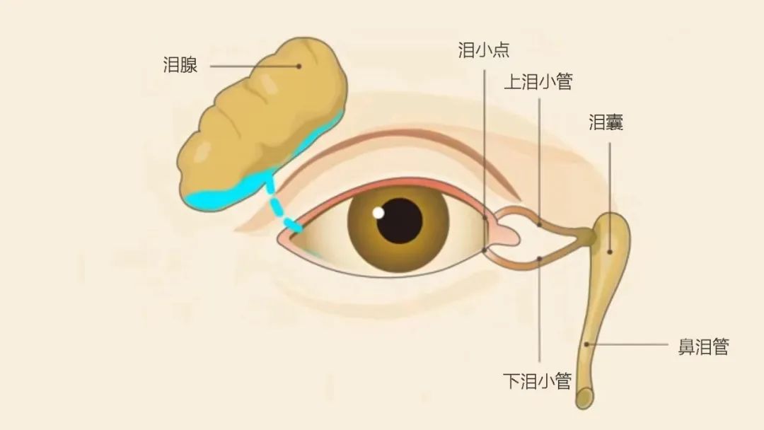 老人終日眼淚汪汪？竟是它惹得禍！