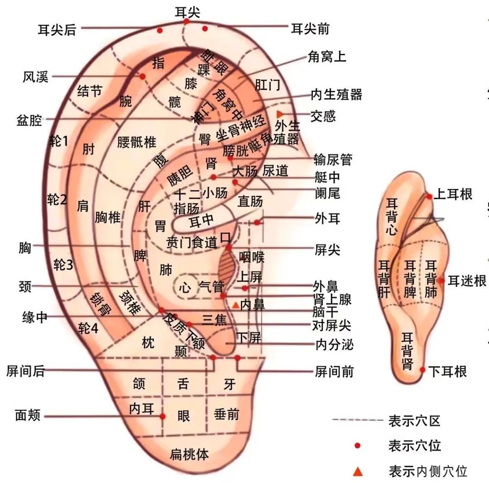 流感來襲不可怕，中醫防治有辦法！