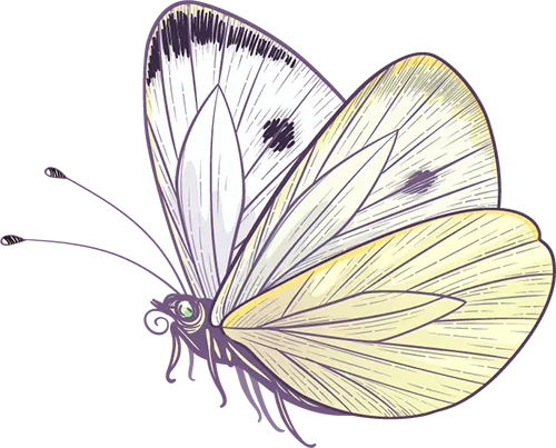 關愛你的“小蝴蝶”，別讓過度勞累、失眠和情緒毀了它！