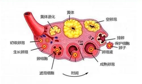 超聲“揪出”女性腹痛元兇——黃體破裂，你不可不知！